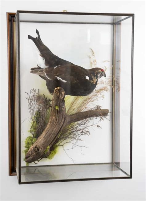 Black Grouse 7307 UK Bird Small Mammal Taxidermist Mike Gadd