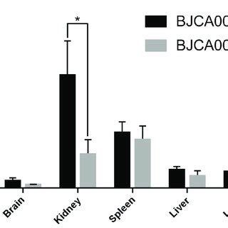 Antifungal Susceptibility Testing Of C Auris Strains BJCA001 And