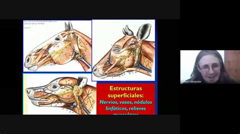 Anatom A Topogr Fica Veterinaria U C C Regiones De La Cabeza Parte
