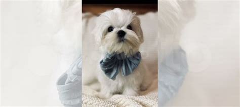 Очень красивый мальчик мальтезе купить в Коломне | Животные и зоотовары ...