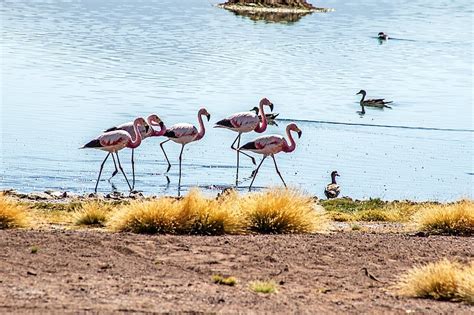 Conaf realizará un censo de aves en todo el altiplano de la región de