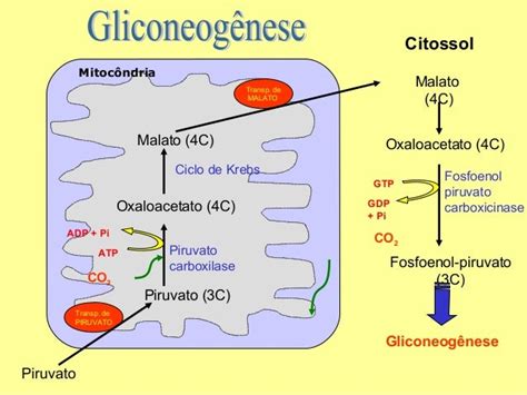 Glicogenolise E Gliconeogenese - gliconeogenese