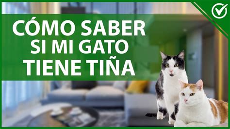 Qué es Tiña en Gatos y Cómo se Cura Síntomas y Tratamiento