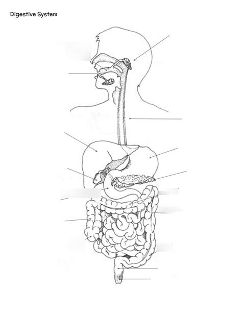 Digestive Diagram Diagram Quizlet