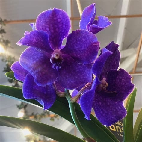 Most Beautiful Vanda Orchids at Emma Gresswell blog