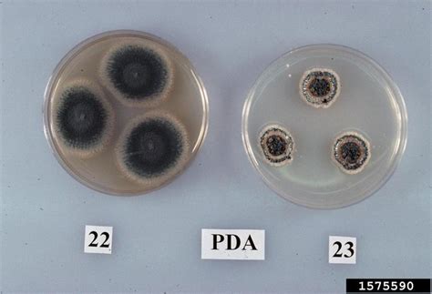 Penicillium Fungi Penicillium Spp On Potato Dextrose Agar Fungal