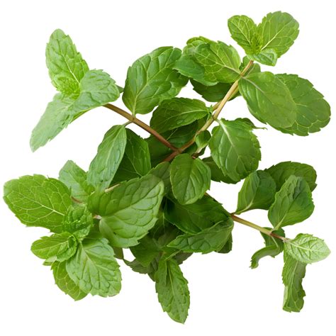 fresh mint isolated  transparent background  png