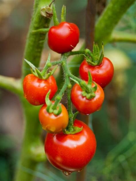 Best Producing Tomato Plants | HobbyKraze