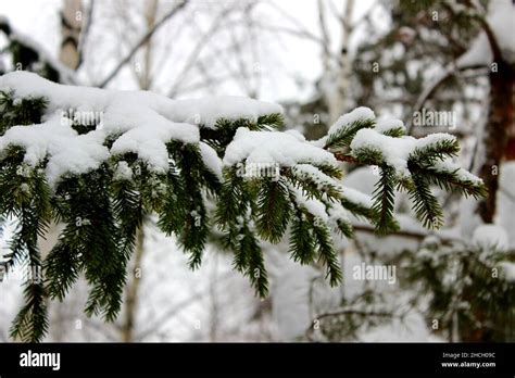 Winter In A Spruce Forest Spruces Covered With White Fluffy Snow