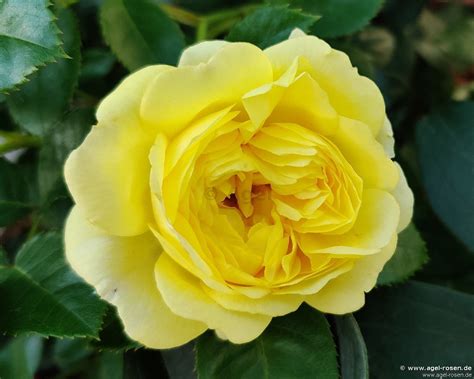 Buy Yellow Meilove ® Floribunda Rose Agel Rosen