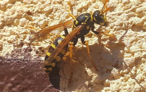 Wasps In Mckinney A Comprehensive Guide To Wasp Removal And Prevention