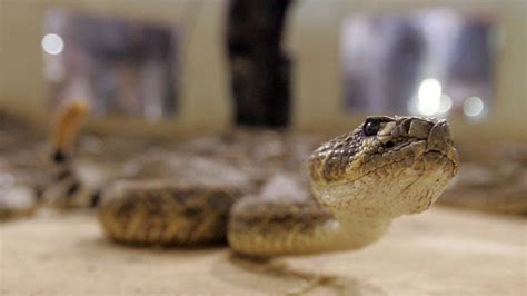 Rattlesnake bite kills hiker at Colorado park | Fox News