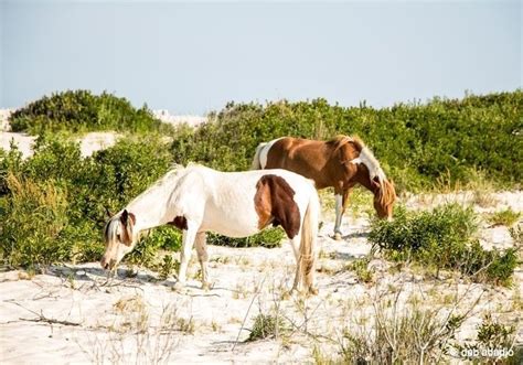 Wild Horses of Assateague Island | BaldHiker