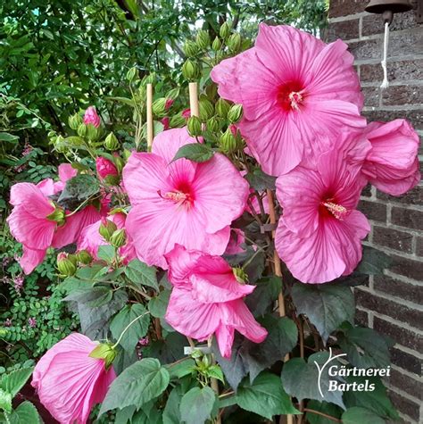 Sorten Beschreibung Staudenhibiskus G Rtnerei Bartels