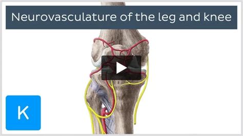 Fibular Peroneal Artery Anatomy Branches Supply Kenhub