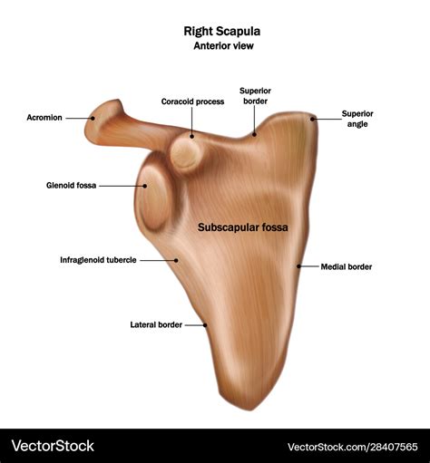 Right Scapula Bones And Features