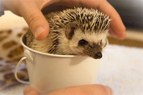 is it normal hedgehog not moving naturally 6