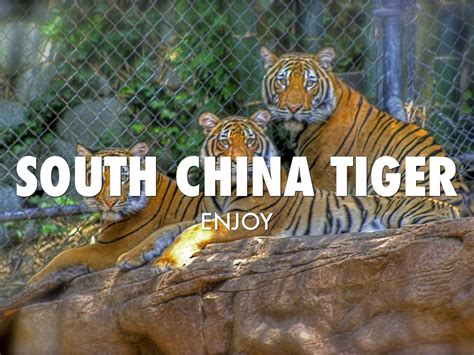 South China Tiger by Matias Vidal- MacKay