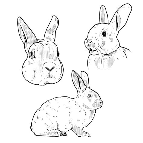 set of sketch and hand drawn rabbit and bunny element 14862665 Vector Art at Vecteezy