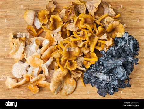 Harvest of various wild edible mushrooms (yellowfoot, blue chanterelles ...