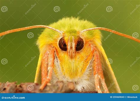 Macro Shot of Details on a Green Silver-lines Moth Face Stock Image ...