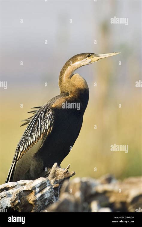 African Darter Snakebird Anhinga Melanogaster Rufa Chobe Np