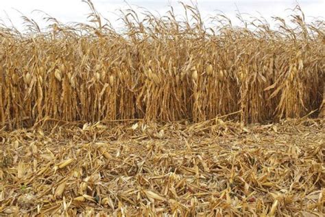 Photos: A unique Ohio corn field with angled rows | Ohio Ag Net | Ohio ...