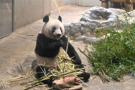 もうすぐお別れシャンシャンは元気です 21日に中国に返還 上野動物園のジャイアントパンダ：東京新聞デジタル