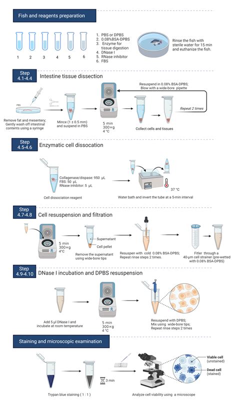 Single Cell Suspension Preparation From Nile Tilapia Intestine For