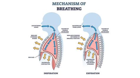 mekanisme pernapasan manusia inspirasi  ekspirasi
