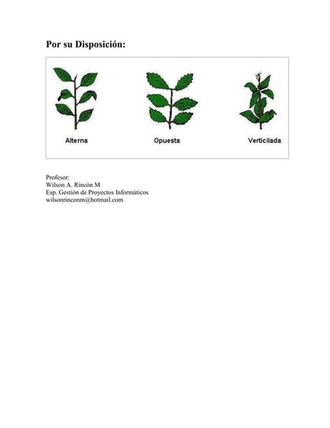 Clasificacion Hojas Pdf