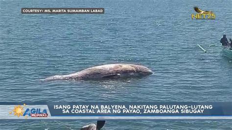 Patay Na Balyena Nakitang Palutang Lutang Sa Coastal Area Ng Payao