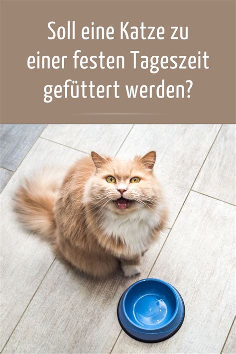 Soll Eine Katze Zu Einer Festen Tageszeit Gef Ttert Werden F R Das