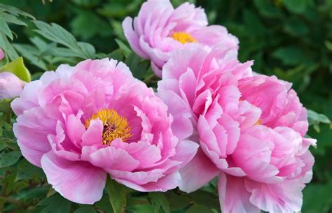 Rules For Growing Perfect Peonies