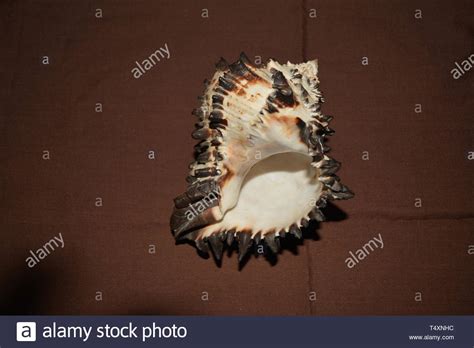 conch shell black  white stock  conch shell black  white