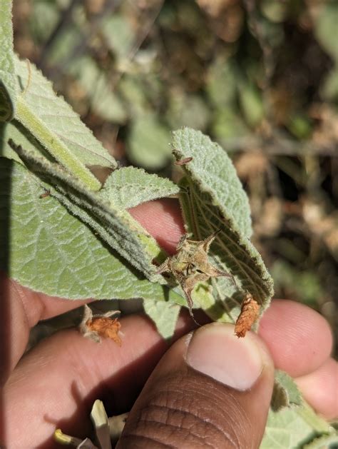 Abutilon bivalve from La Paz B C S México on March 13 2024 at 08 55