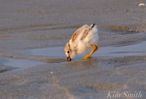 What Do Piping Plovers Eat? | Kim Smith Films
