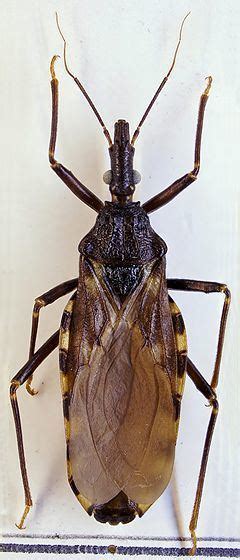 Triatoma infestans - Alchetron, The Free Social Encyclopedia