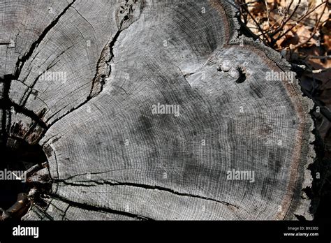 Cambium layer hi-res stock photography and images - Alamy