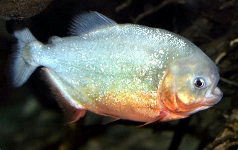 Red-bellied Piranha – "OCEAN TREASURES" Memorial Library