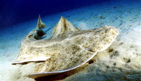 Angel Shark – "OCEAN TREASURES" Memorial Library