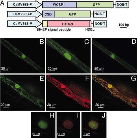 Functional Conservation Of Cold Shock Domains In Bacteria And Higher