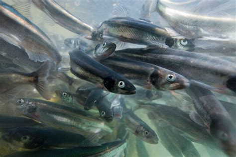 Capelin Images – Browse 8,434 Stock Photos, Vectors, and Video | Adobe Stock