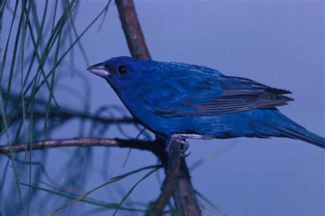 Free picture: indigo, bunting, bird, observes, surroundings