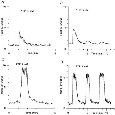 Atp Induced Ca Rise Correlation With Desensitization Of The Inward