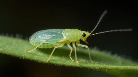 Insect Insects Green On A Leaf Backgrounds | JPG Free Download - Pikbest