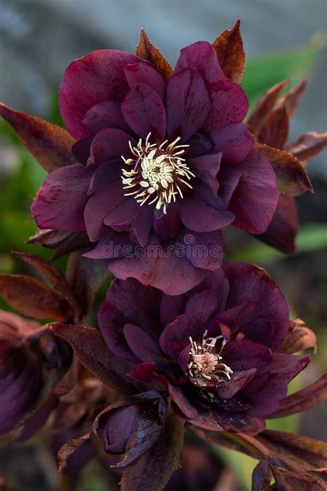 Hellebore Hellebore Helleborus Hybridus Doble Rosado Con Puntos De