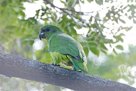 Jamaican Black-billed Parrot | Parrot, Pet birds, Amazon parrot