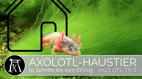 Du M Chtest Axolotl Als Haustier Schritte Bis Zum Einzug Youtube