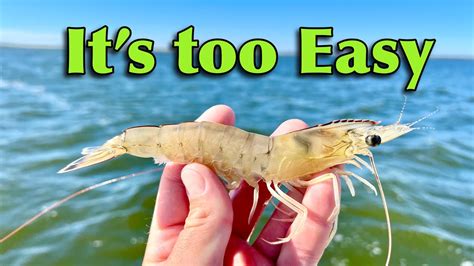 Fishing With LIVE SHRIMP This Is Cheating YouTube